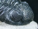 Bargain Phacops Trilobite From Morocco - #9732-4